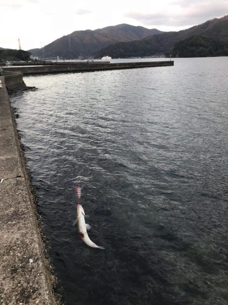 エソ エソ エソ エソ