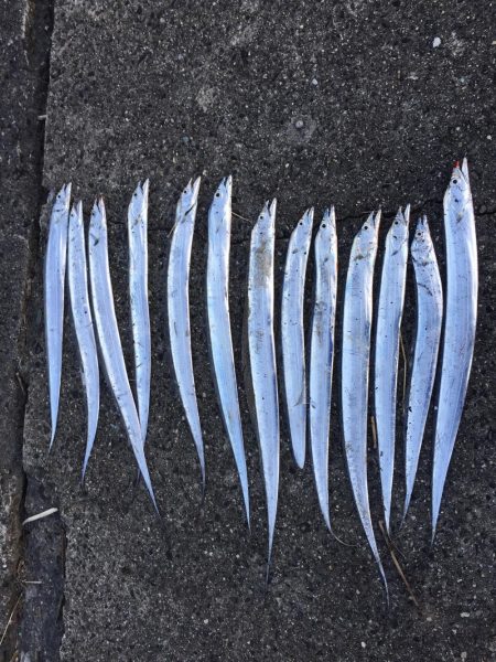 タチウオ時合い