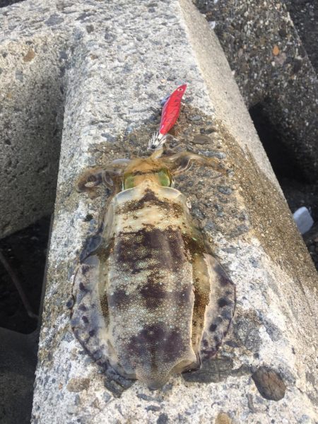 久しぶり泉南エギング