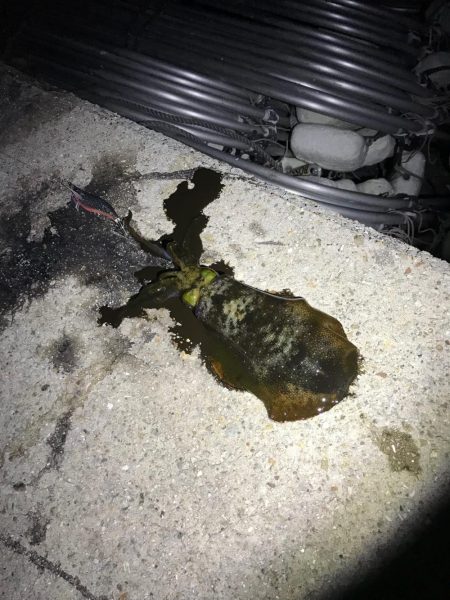 兵庫西→兵庫東にてんてんと、、、