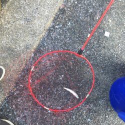 イワシと太刀魚