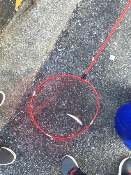 イワシと太刀魚