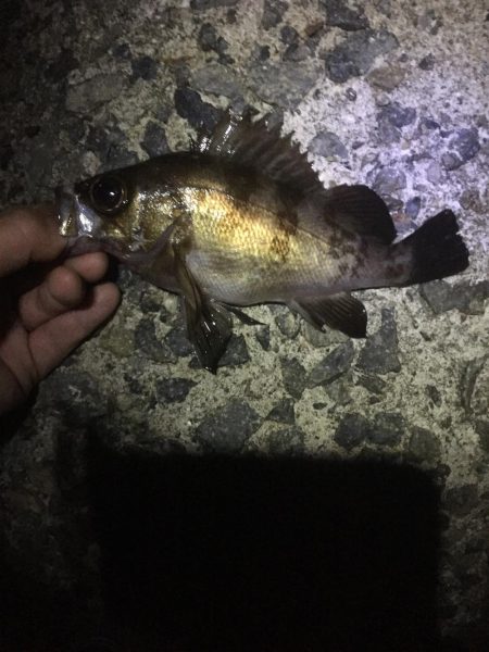 今年初のメバリング！