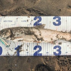 リバーシーバス