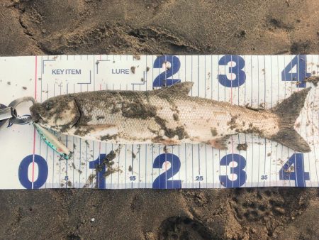 リバーシーバス