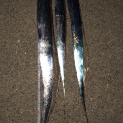 今シーズン初ドラゴン(^｡^)