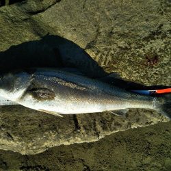 阿南市の那賀川河口でシーバス好調