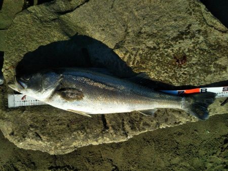 阿南市の那賀川河口でシーバス好調