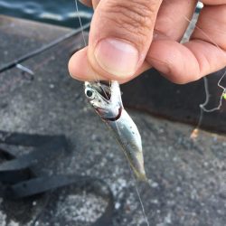 アジの刺身が食べたくて