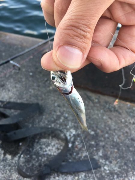 アジの刺身が食べたくて