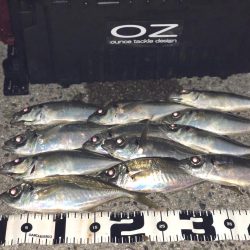 タチウオからの～湾奥ジャンボ当選(･∀･)