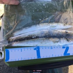 ショアジギングはカマス