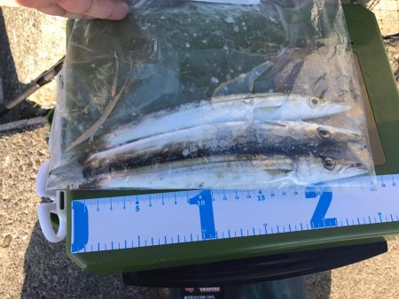 ショアジギングはカマス