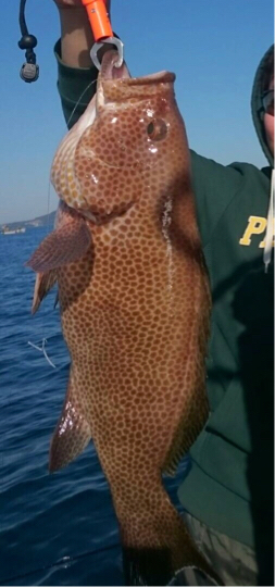 オオモンハタ56cm！！