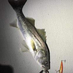 連夜シーバス上がってます♪