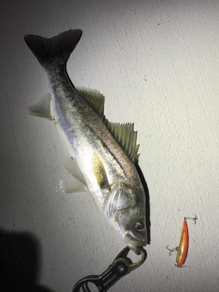 連夜シーバス上がってます♪