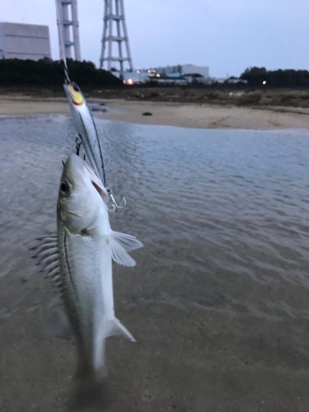 朝明川河口デイゲーム