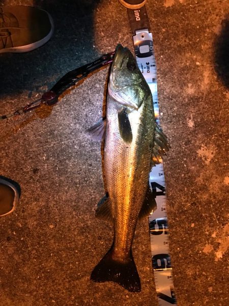 ナイトシーバス