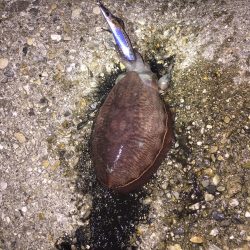 アオリイカは終り⁇