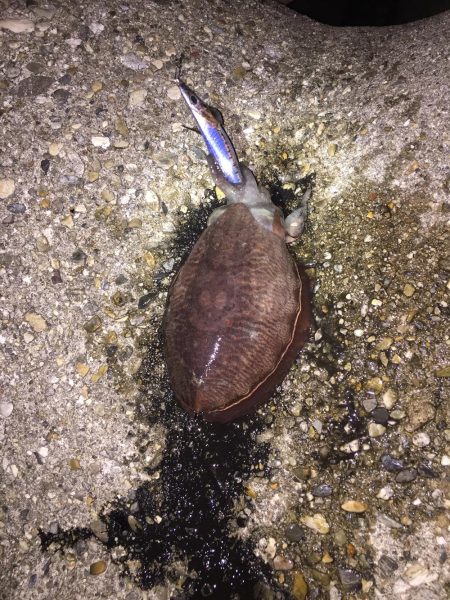 アオリイカは終り⁇