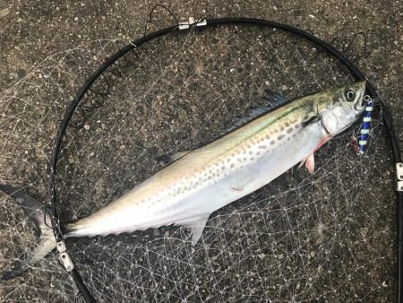 ナブラボーズに外撃ちサゴシ♫