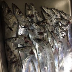 小雨の中の爆釣