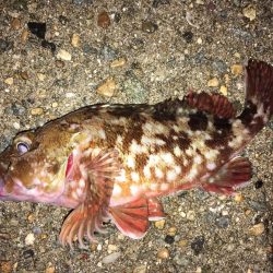 ワームでガシラ