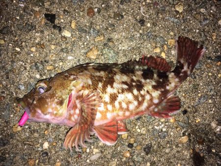 ワームでガシラ