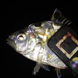 アジが太刀魚へ？