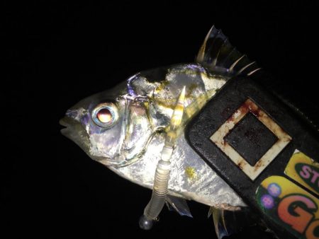 アジが太刀魚へ？