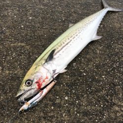 ショアジギング&釣り場の掃除