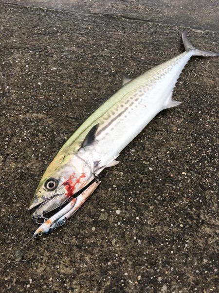 ショアジギング&釣り場の掃除