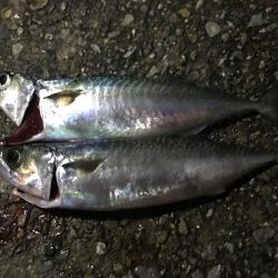 サバしか釣れなかった(・ω・)