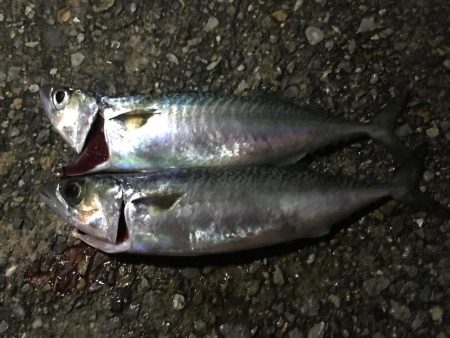 サバしか釣れなかった(・ω・)