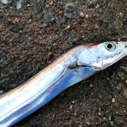 タチウオ、メッキ釣れてます！