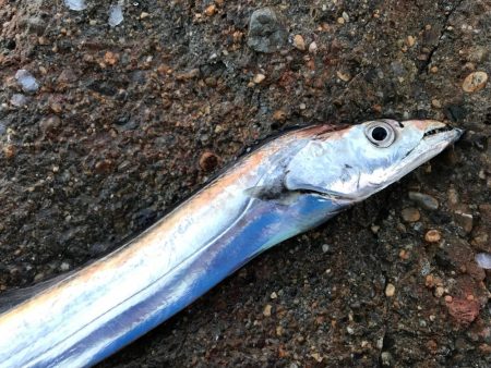 タチウオ、メッキ釣れてます！