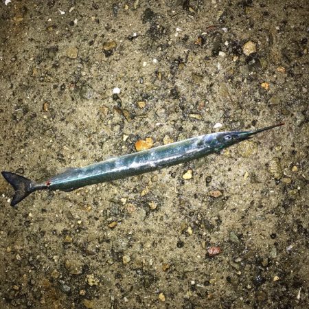 垂水漁港にサヨリの群れ！！