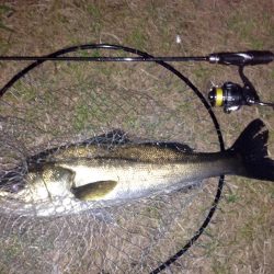 狙うと釣れないのに