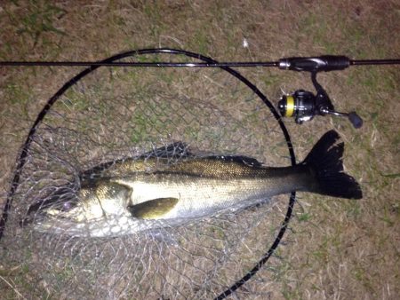 狙うと釣れないのに