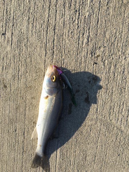 小さくてなかなか乗らない