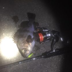 プラッキングメバル