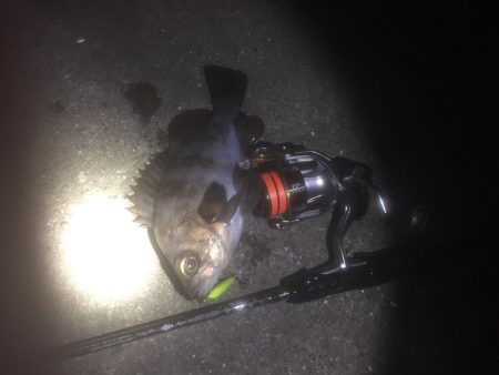 プラッキングメバル