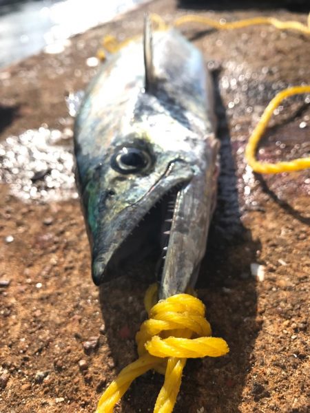 サゴシライズ♫