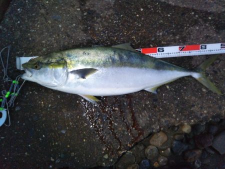 阿南市の那賀川河口でブリ