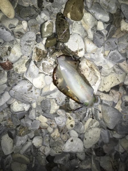 大里松原海岸 アオリイカ