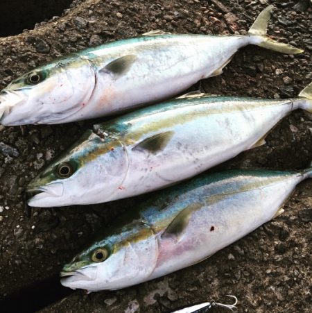 イナダ回遊あります！