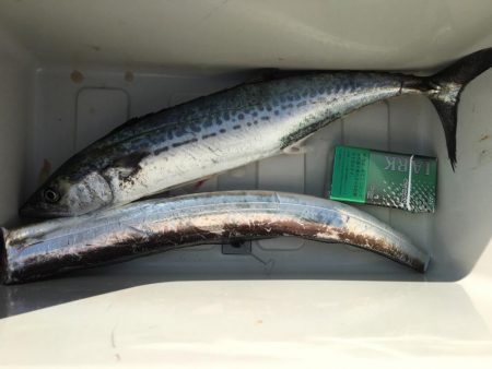 フォールでサゴシちゃん