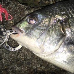 久しぶりにチニング