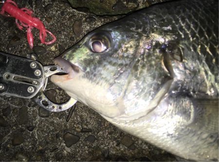 久しぶりにチニング