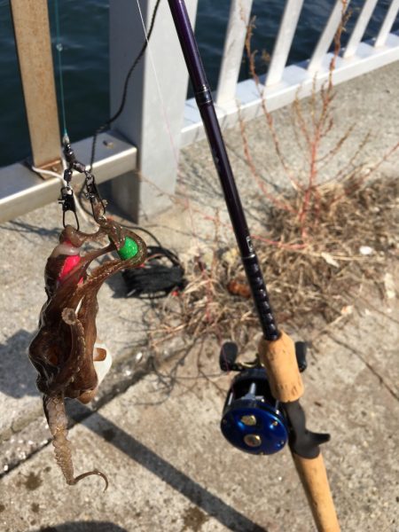 お散歩イイダコ釣り